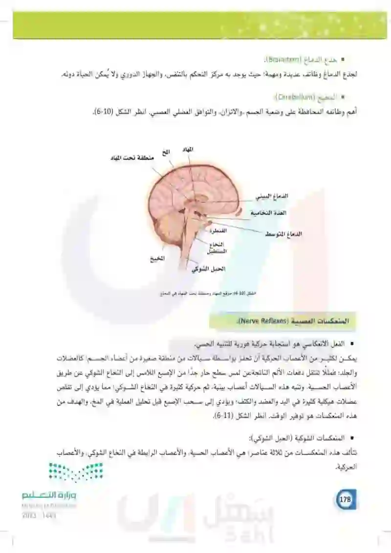 6-4 وظائف الجهاز العصبي