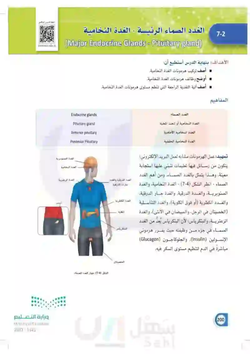 7-2 الغدد الصماء الرئيسة- الغدة النخامية