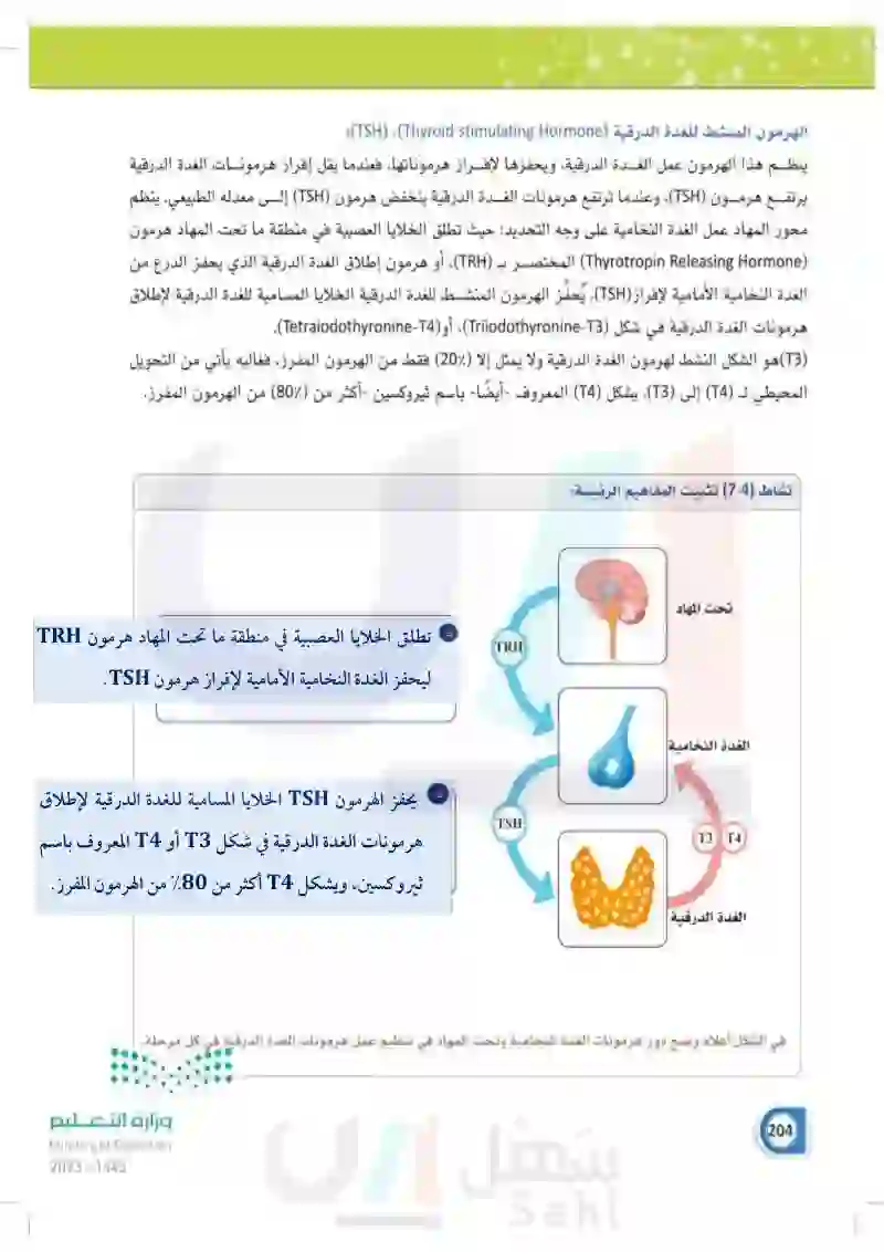 7-2 الغدد الصماء الرئيسة- الغدة النخامية