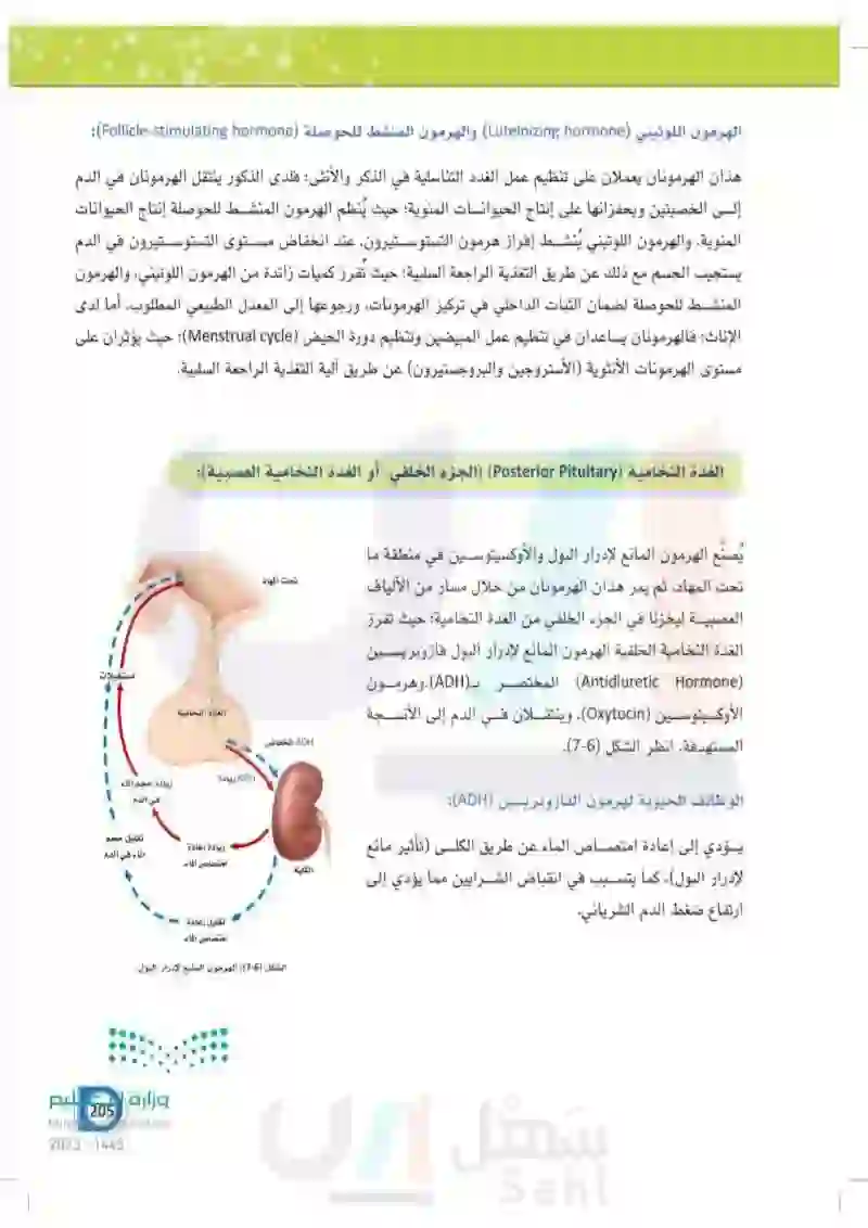 7-2 الغدد الصماء الرئيسة- الغدة النخامية