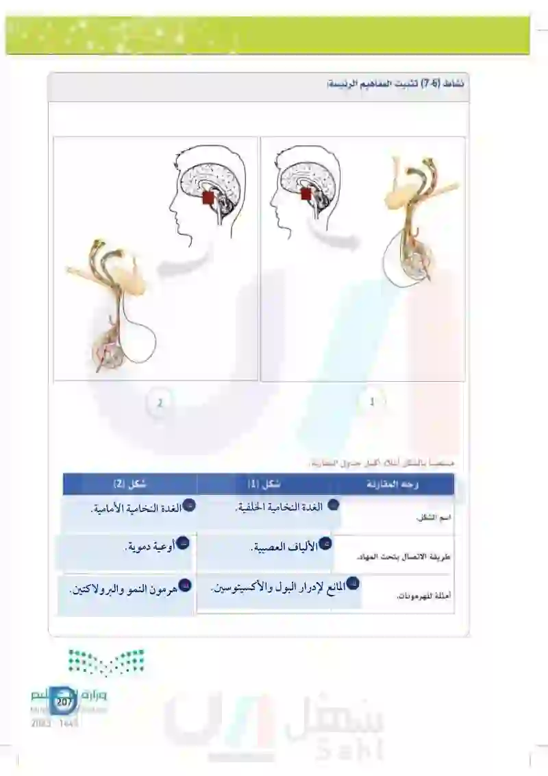 7-2 الغدد الصماء الرئيسة- الغدة النخامية