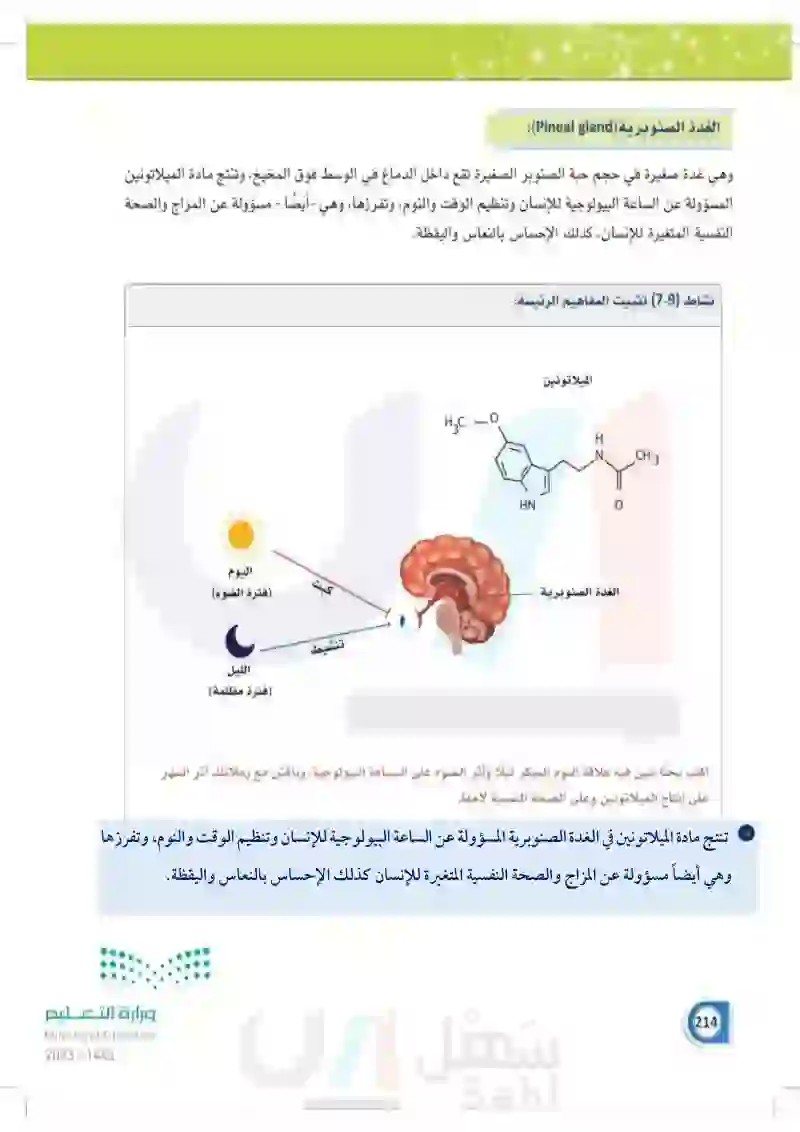 7-3 الغدة الدرقية وجار الدرقية والصنوبرية