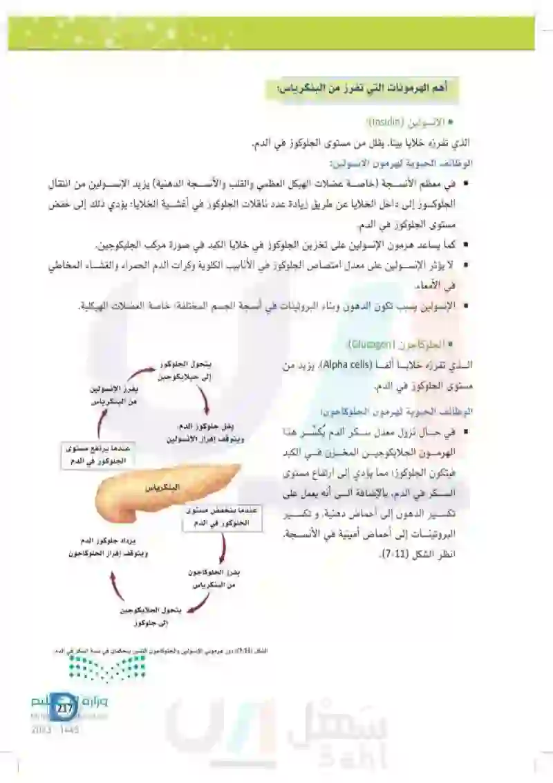 7-4 البنكرياس