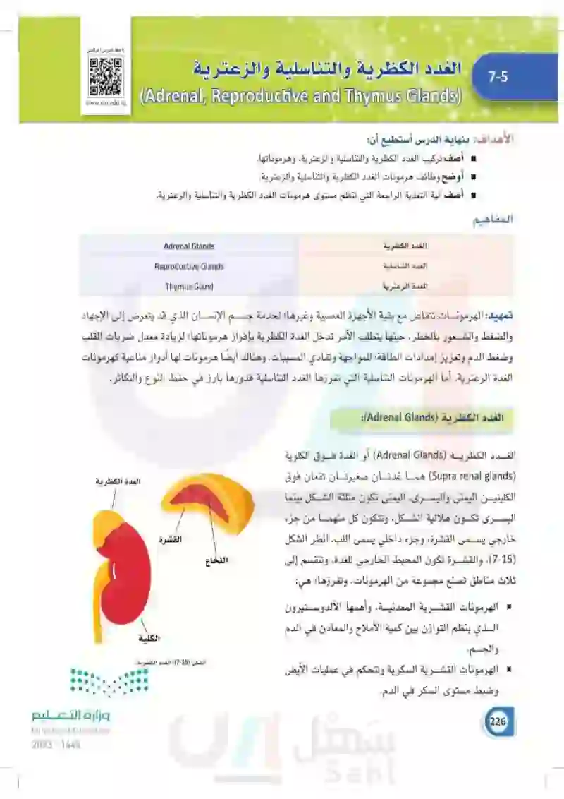 7-5 الغدد الكظرية والتناسلية والزعترية