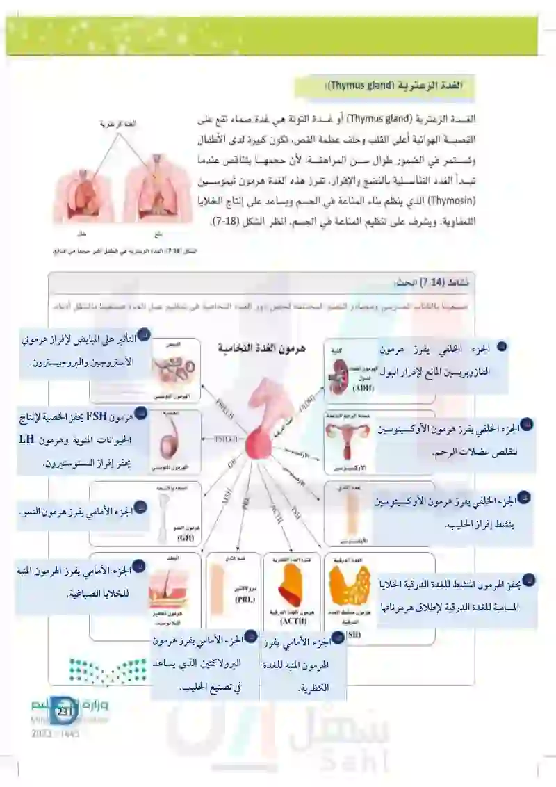 7-5 الغدد الكظرية والتناسلية والزعترية