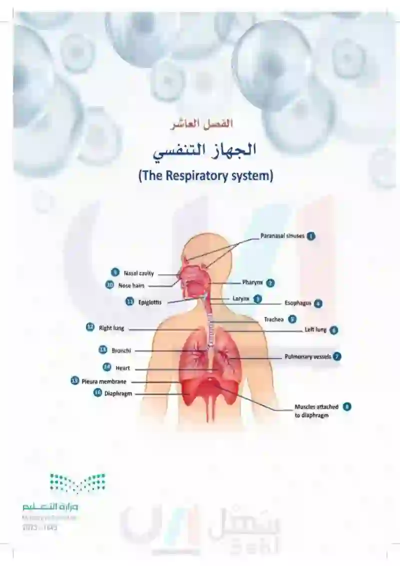 10-1 التركيب الوظيفي للجهاز التنفسي