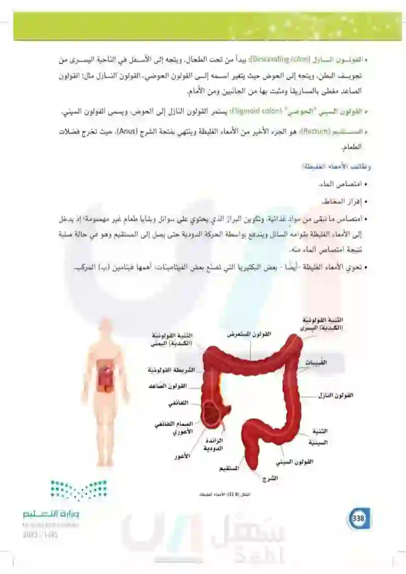 11-1 الجهاز  الهضمي