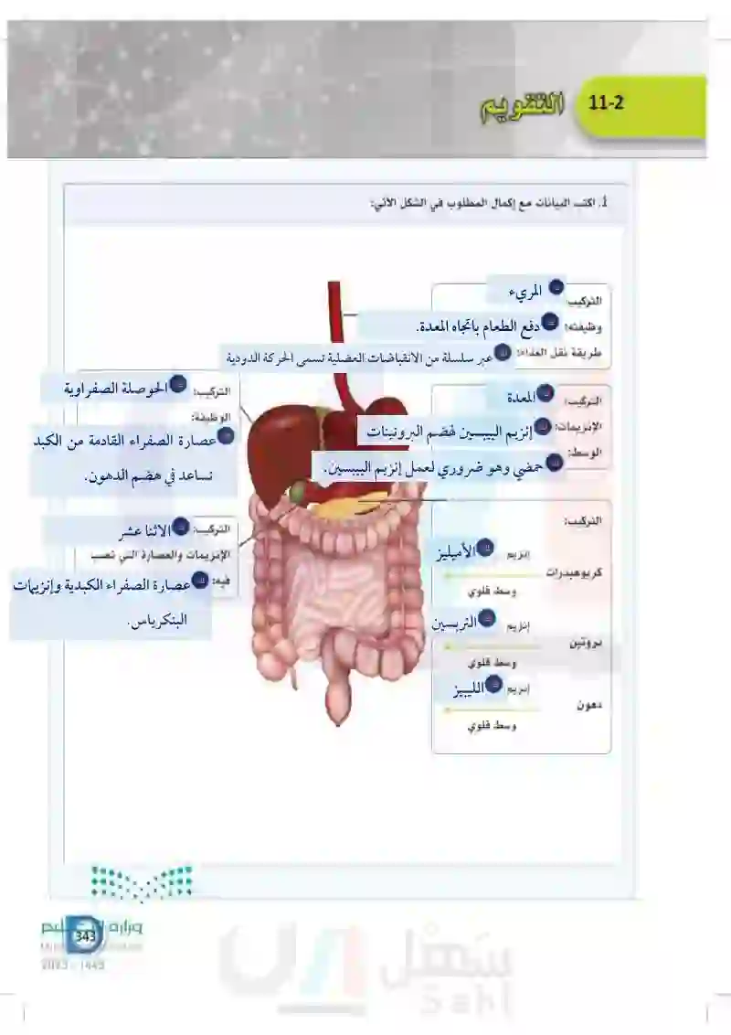 11-2 ملحقات القناة الهضمية