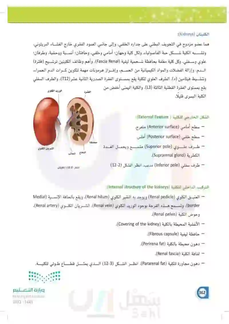 12-1 تركيب الجهاز البولي