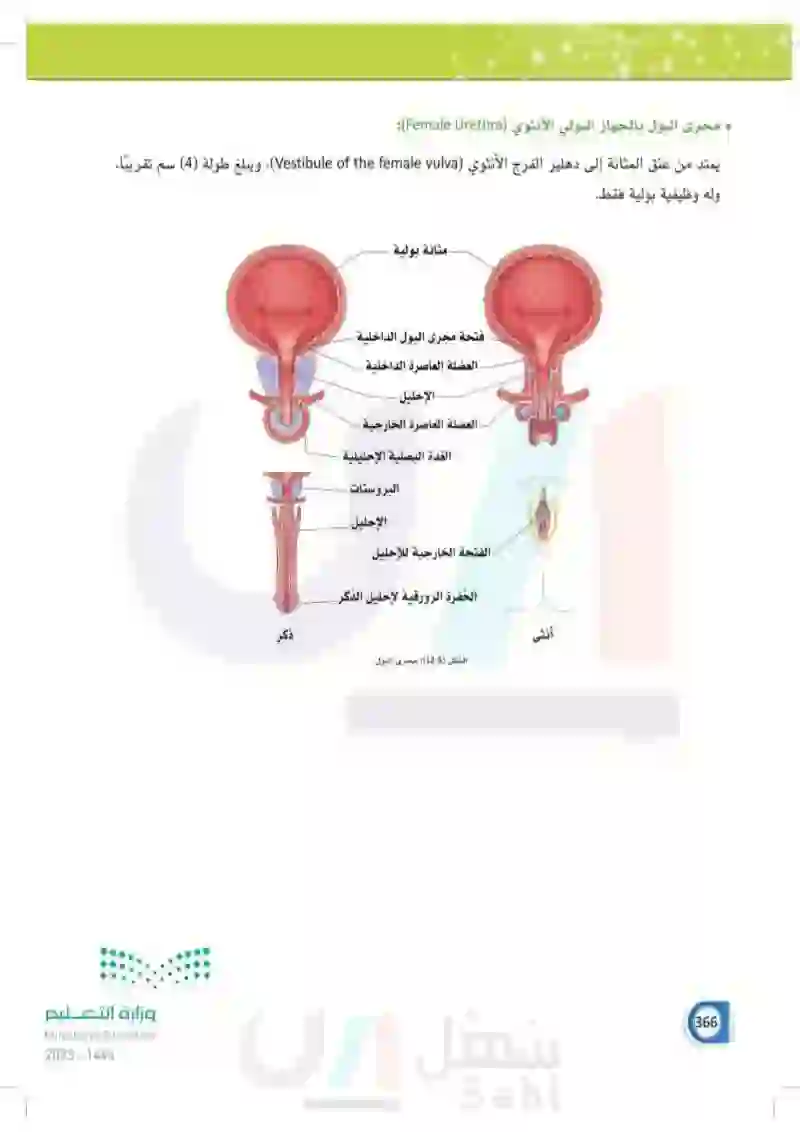 12-1 تركيب الجهاز البولي