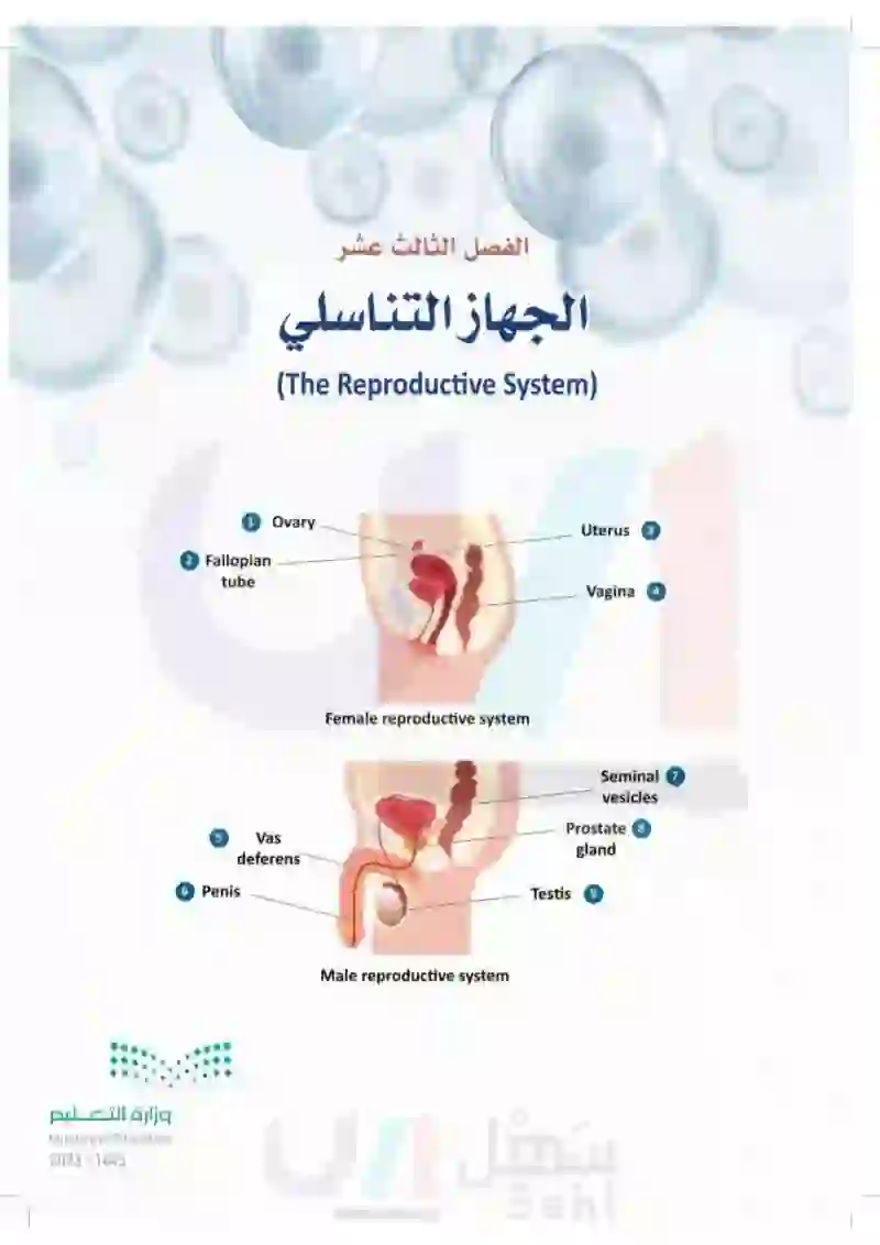 13-1 الجهاز  التناسلي الذكري