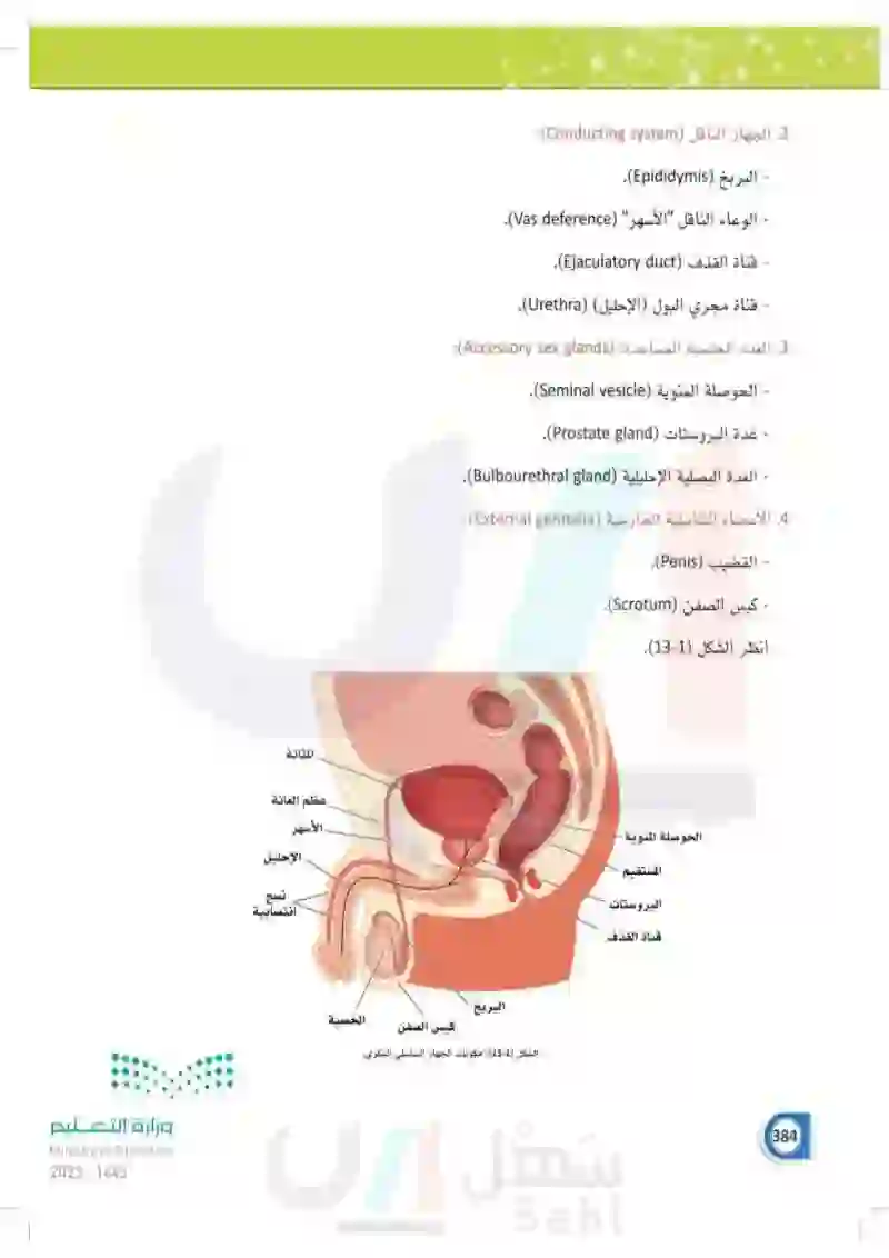 13-1 الجهاز  التناسلي الذكري