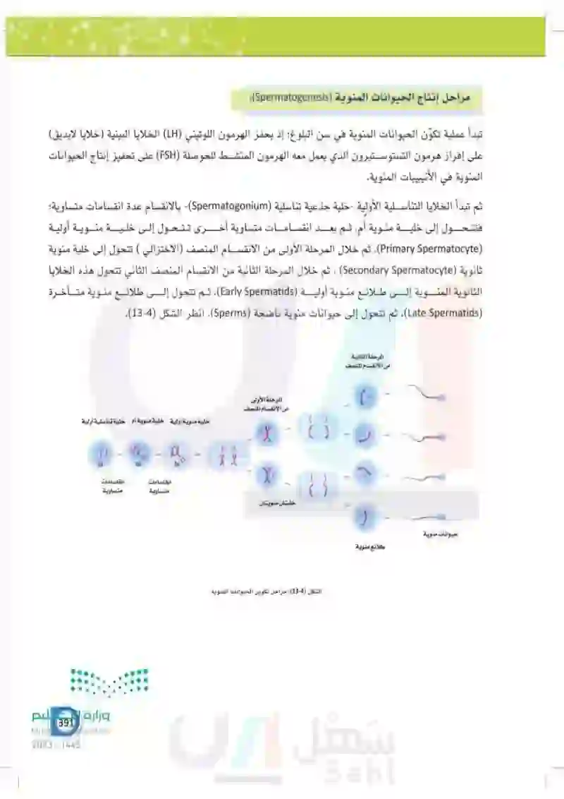 13-2 وظائف الجهاز التناسلي الذكري