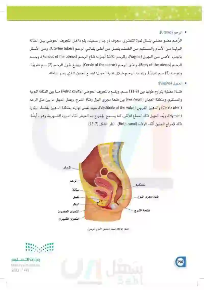 13-3 الجهاز التناسلي الأنثوي