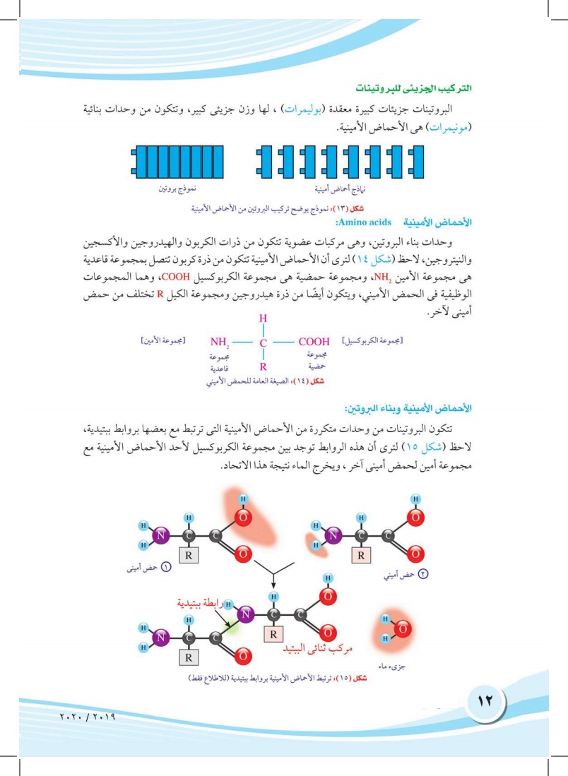 الفصل الثاني: التركيب الكيميائي لأجسام الكائنات الحية (البروتينات والأحماض النووية)