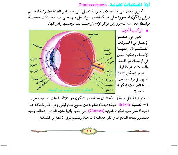 المستقبلات الضوئية