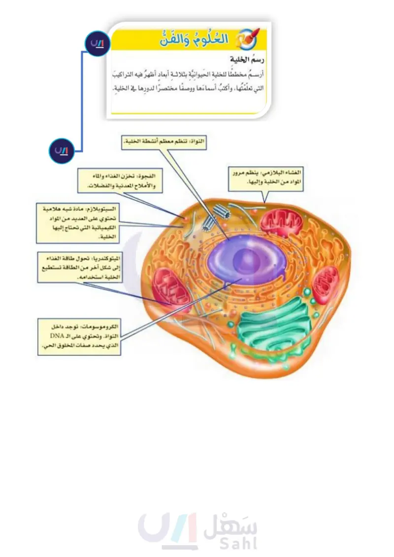 الدرس الثاني: الخلية النباتية والخلية الحيوانية