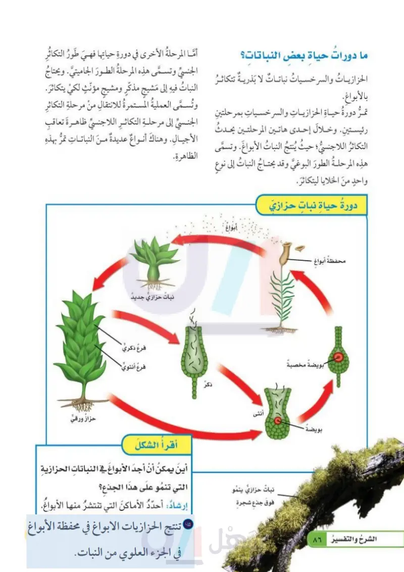 الدرس الأول: عمليات الحياة في النباتات