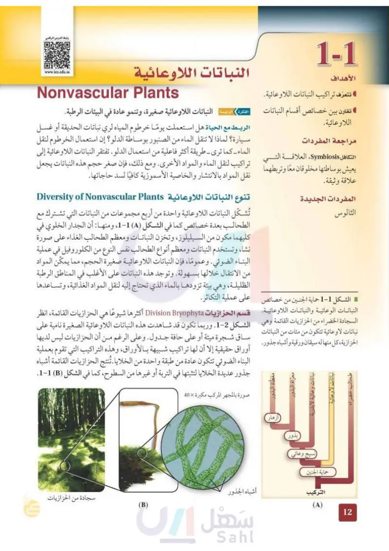 5-1 النباتات اللاوعائية
