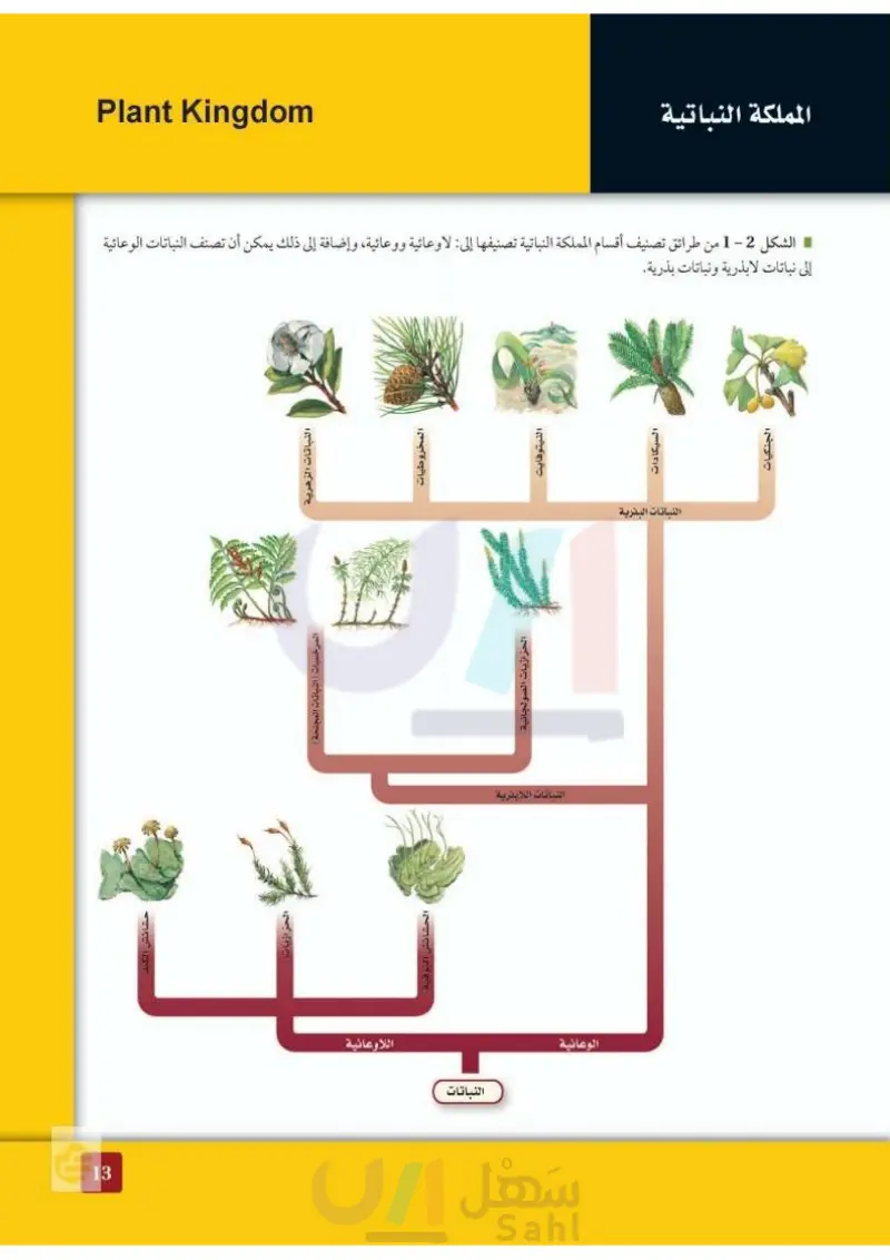 5-1 النباتات اللاوعائية