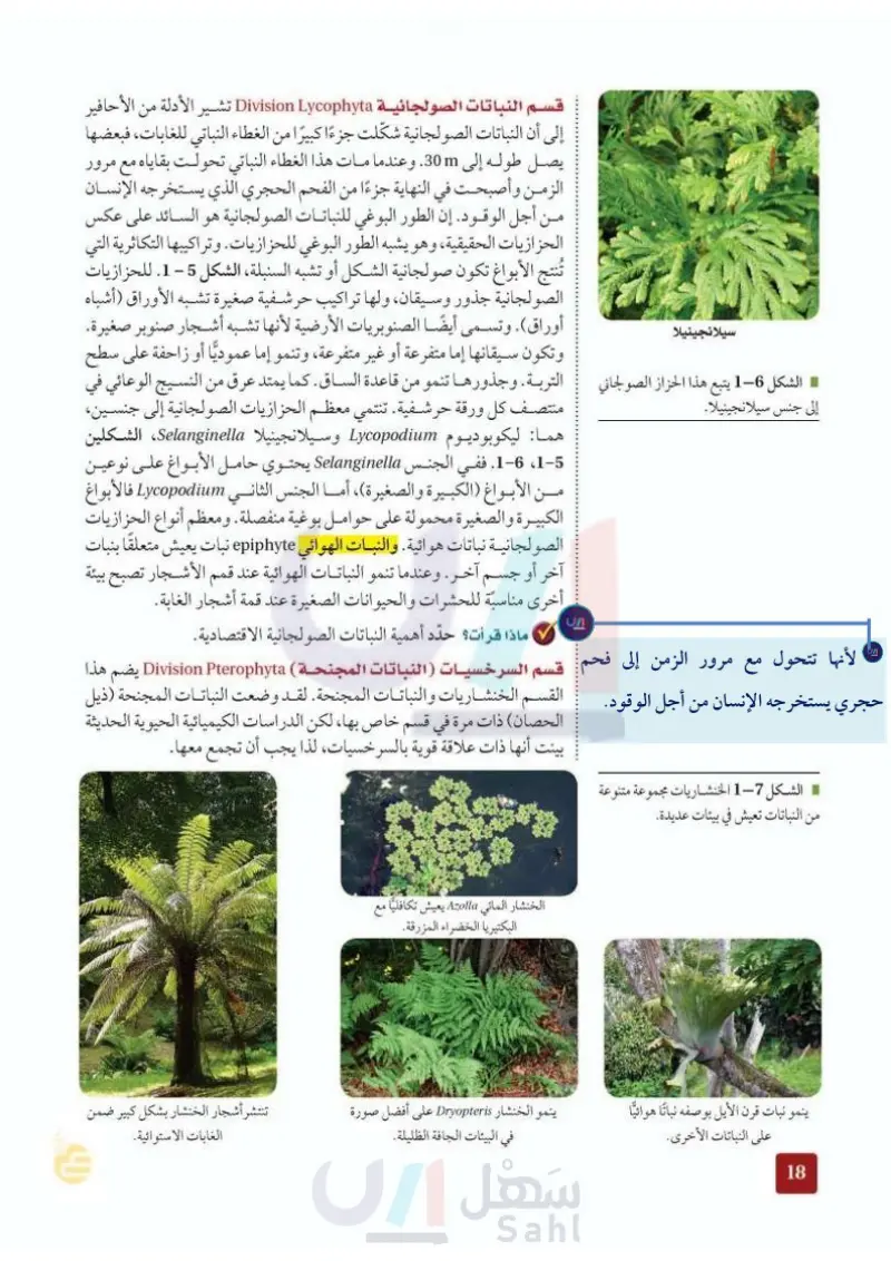 5-2 النباتات الوعائية اللابذرية