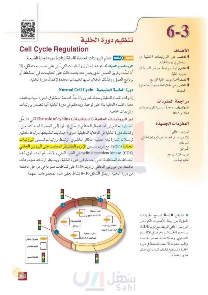 6-3 تنظيم دورة الخلية