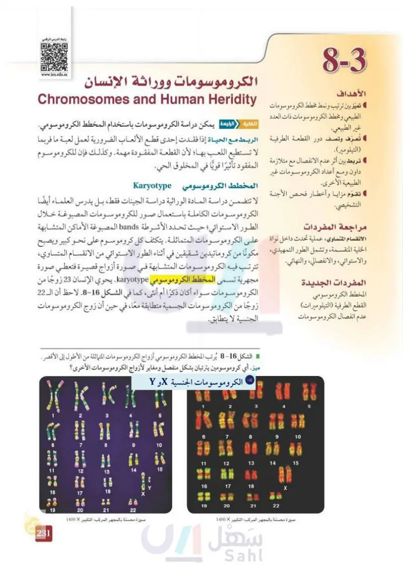 8-3 الكروموسومات ووراثة الإنسان