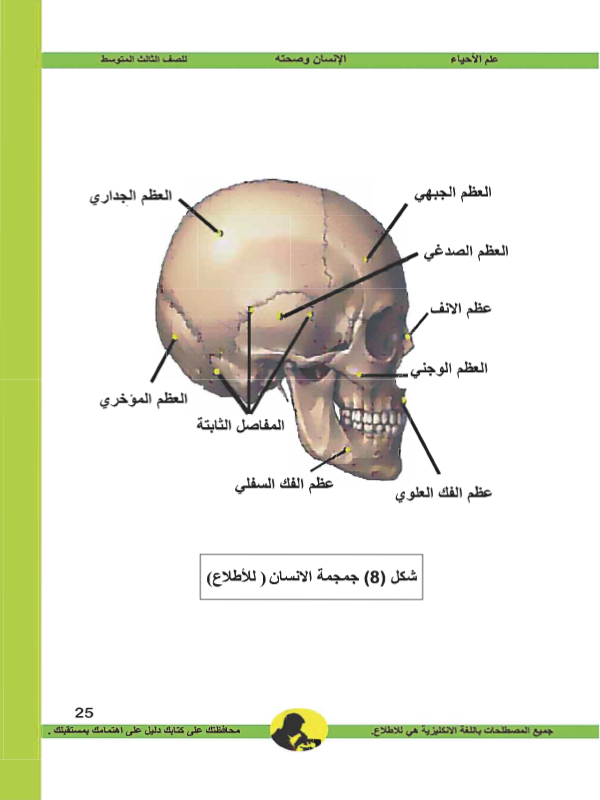 الفصل الثاني: الجهاز الهيكلي (العظمي)