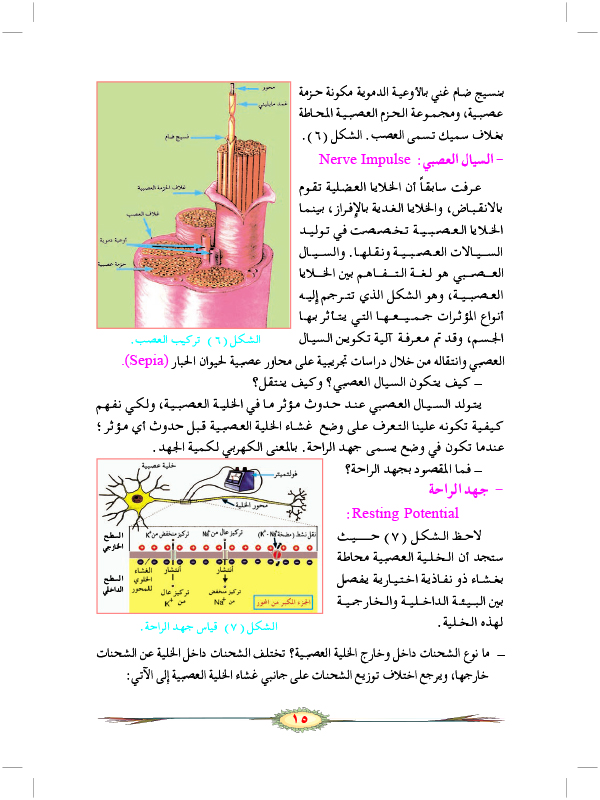 أنواع الألياف العصبية