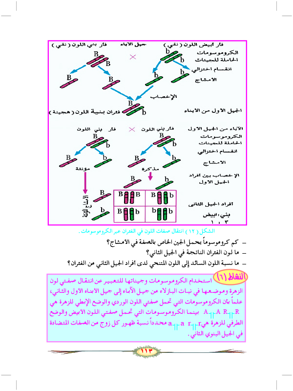 دور الكروموسومات في الوراثة