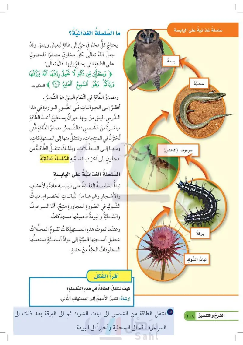 ما السلسلة الغذائية؟ (عين2022) - العلاقات في الأنظمة البيئية - العلوم 1 -  رابع ابتدائي - المنهج السعودي