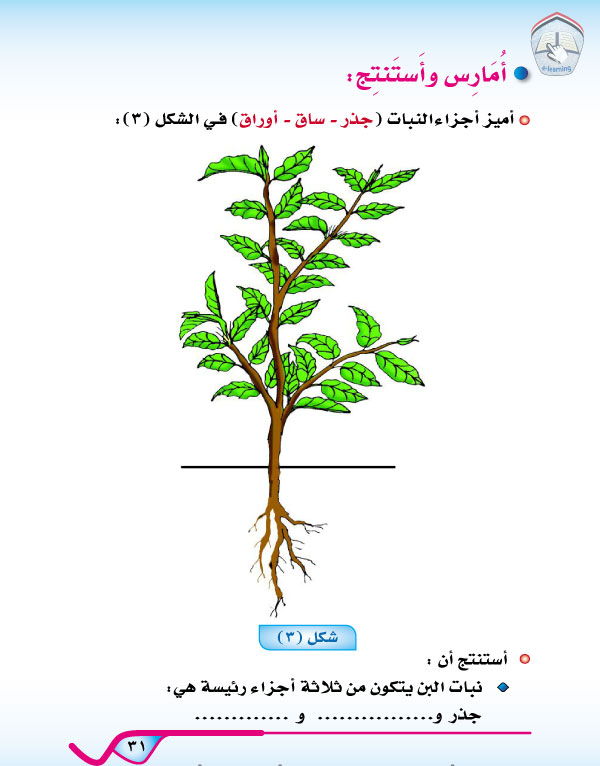 الدرس الثاني: أجزاء النبات