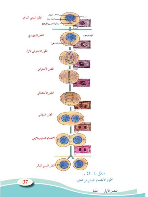 1-7 انقسام الخلية