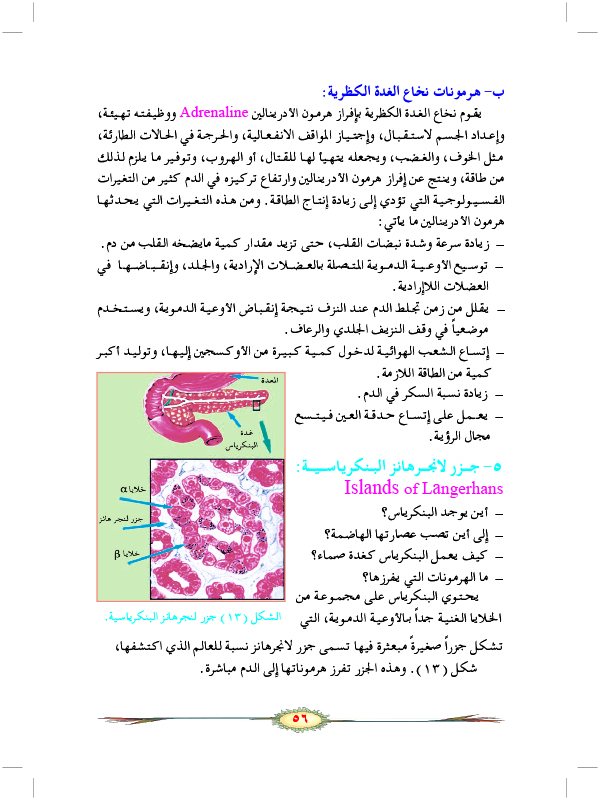 التنظيم الهرموني في الإنسان