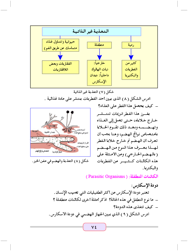 التغذية غير الذاتية