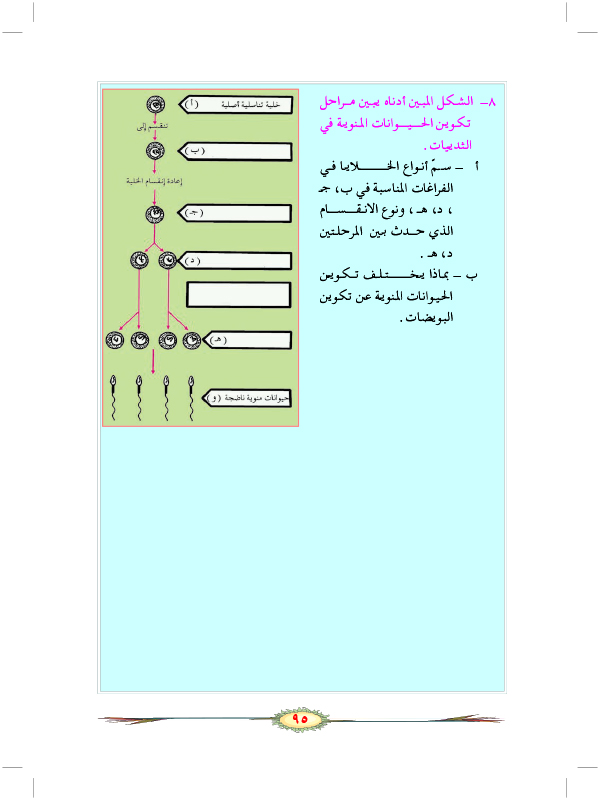 التكاثر الجنسي في الحيوانات