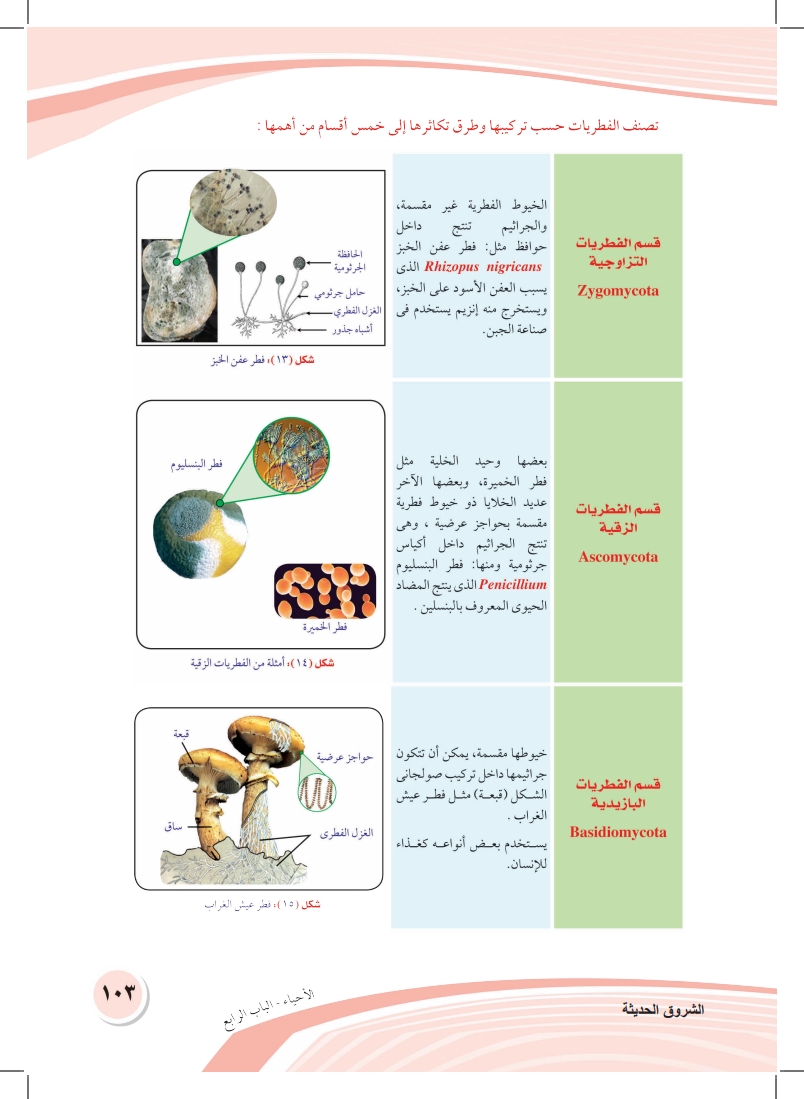 الفصل الثاني: التصنيف الحديث للكائنات الحية