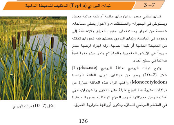 7-3: نبات البردي المتكيف للمعيشة المائية
