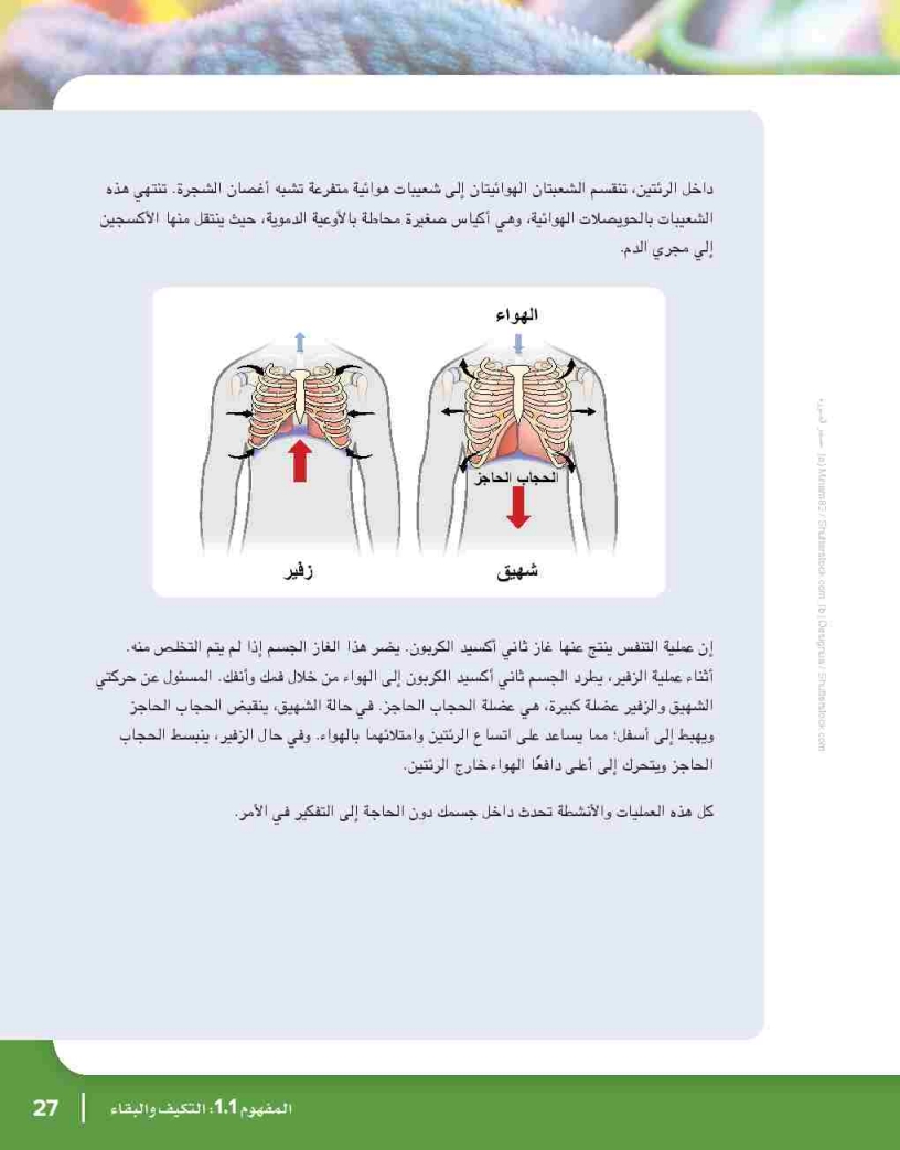 الجهاز التنفسي