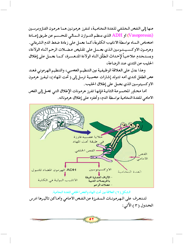 التنظيم الهرموني في الإنسان