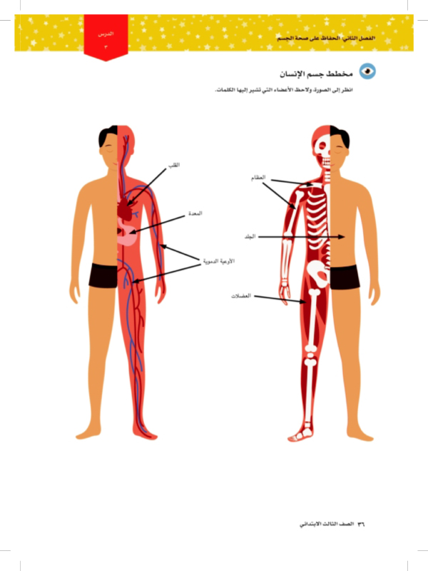 مخطط جسم الإنسان