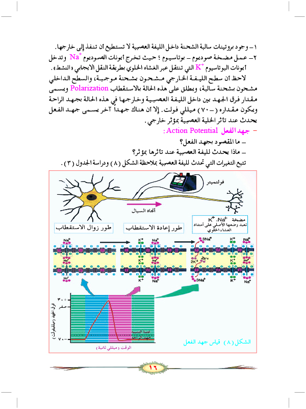 أنواع الألياف العصبية