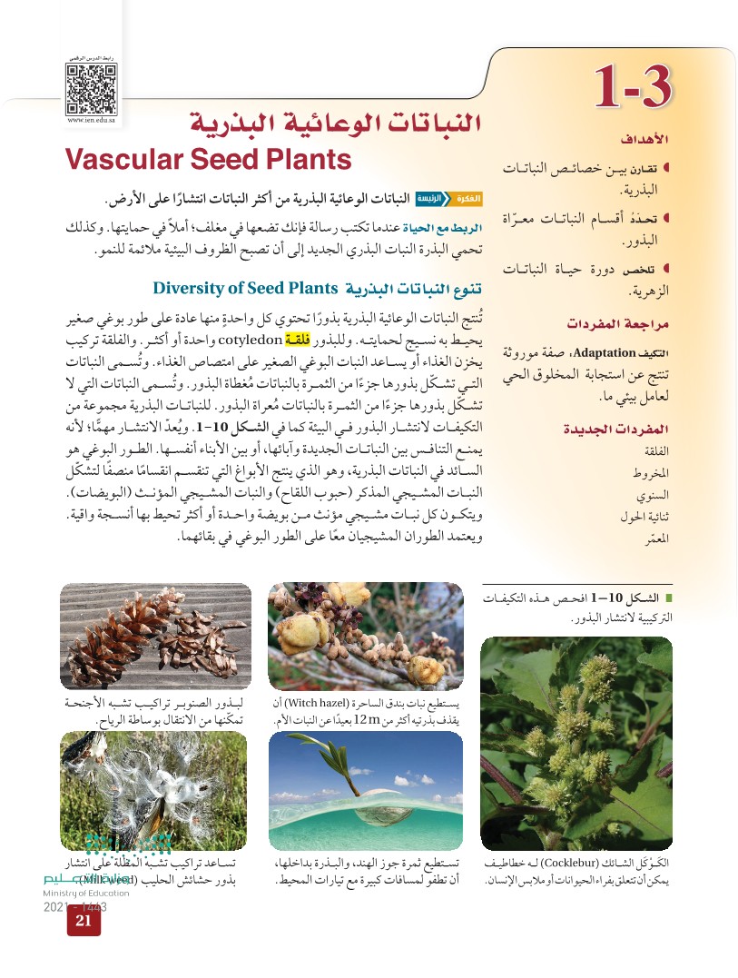 1-3 النباتات الوعائية البذرية