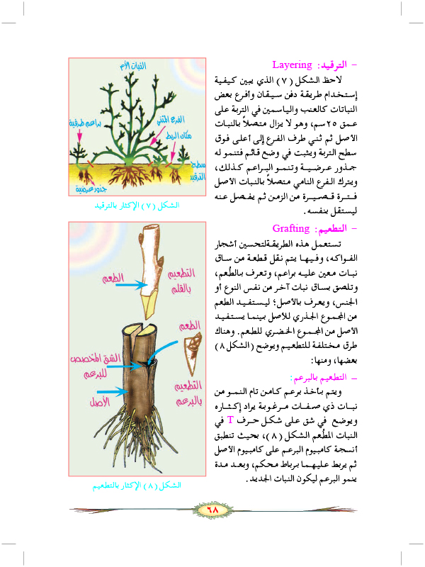 التكاثر اللاجنسي