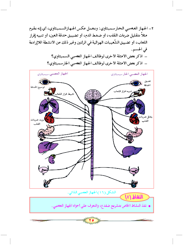 أنواع الألياف العصبية