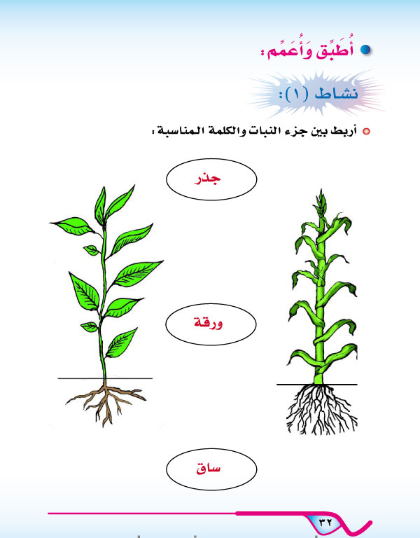 الدرس الثاني: أجزاء النبات