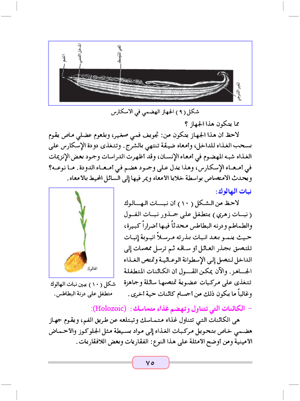 التغذية غير الذاتية