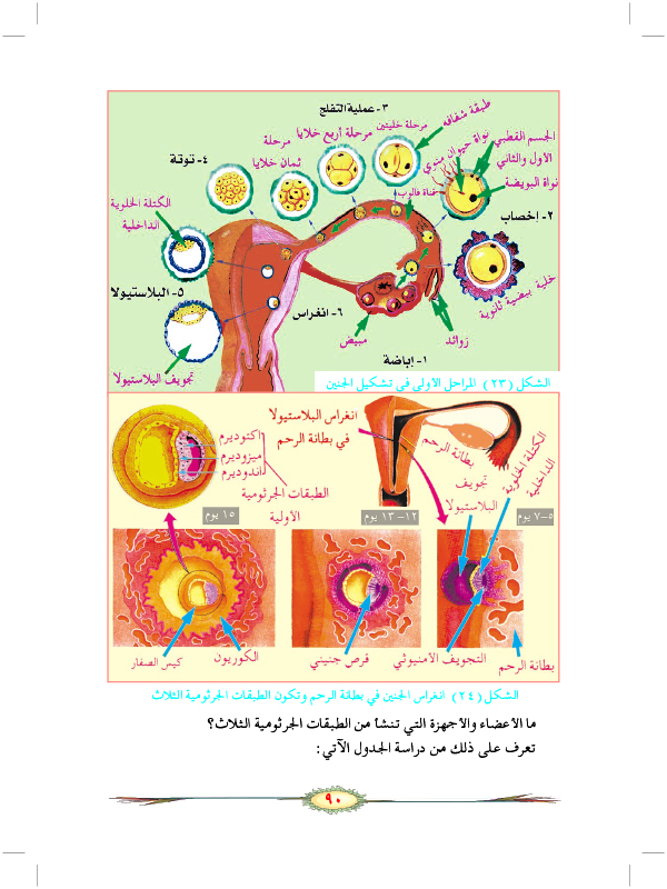 التكاثر الجنسي في الحيوانات