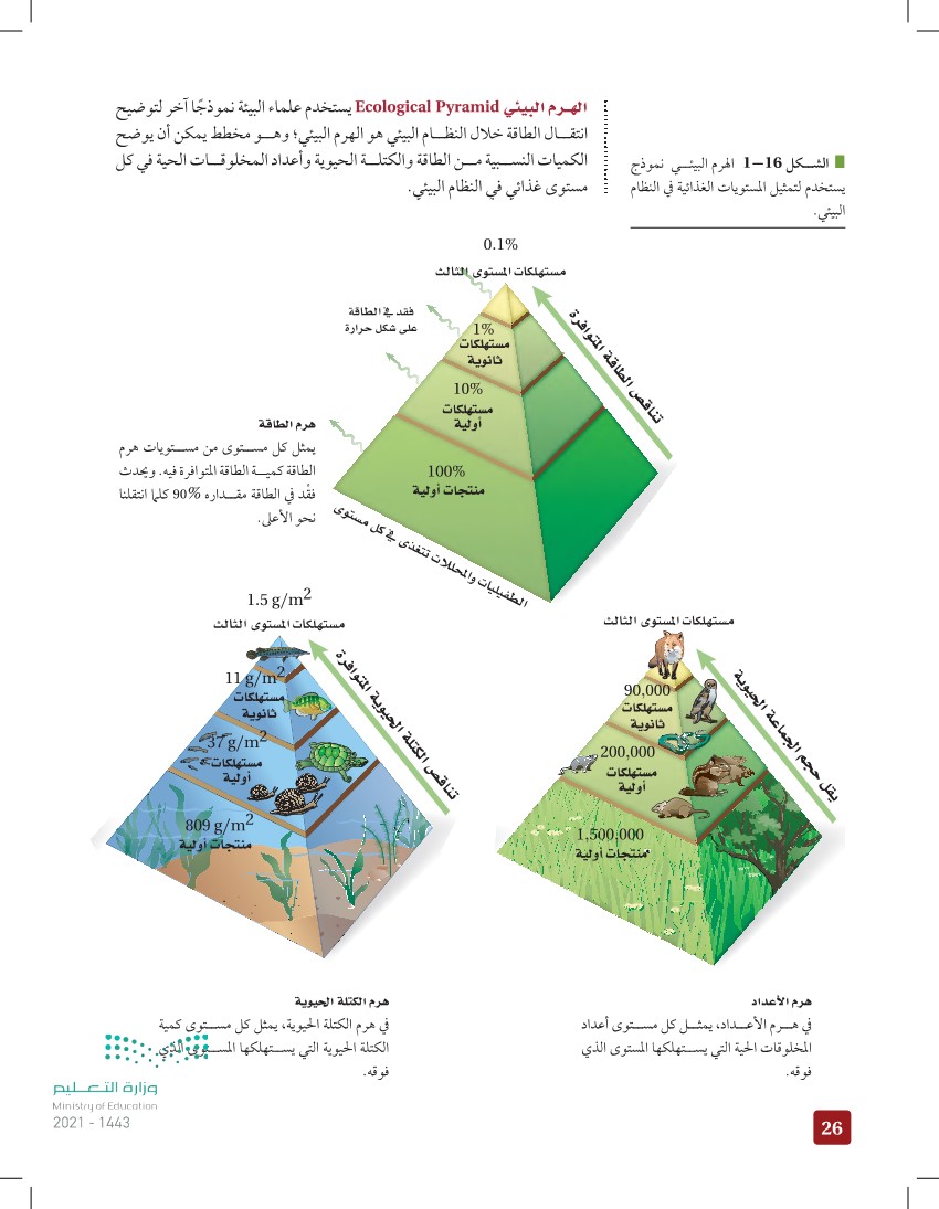 وصفي صفعة جذب  الهرم البيئي (عين2021) - انتقال الطاقة في النظام البيئي - علم البيئة 1-1 -  أول ثانوي - المنهج السعودي