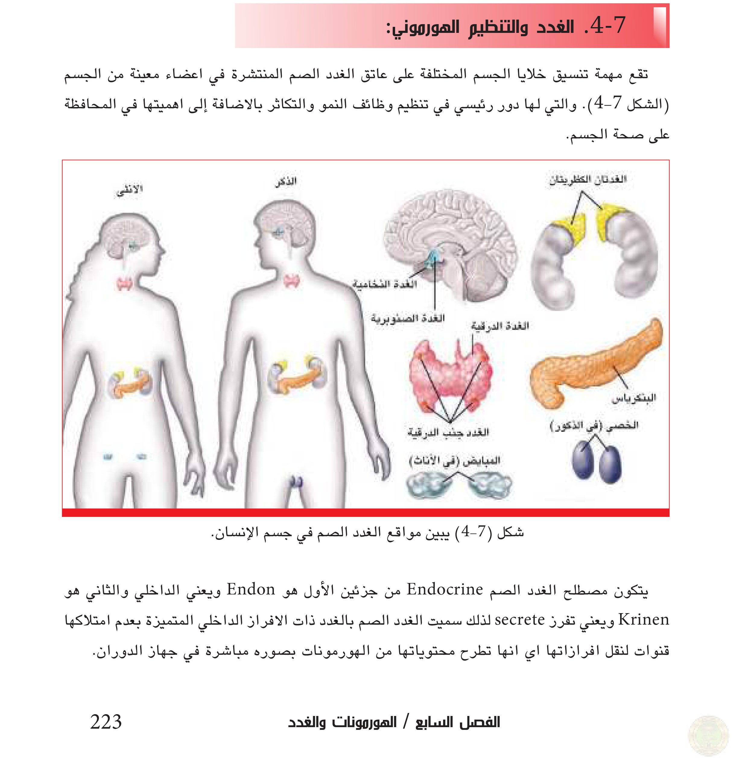 7-4 الغدد والتنظيم الهرموني